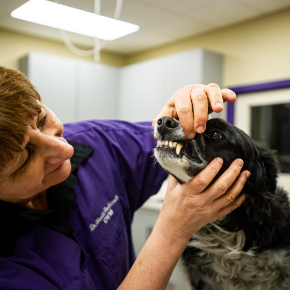 Picture for category Dental